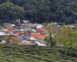茶村
