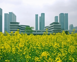 最后的油菜华