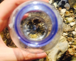 不同视角的螃蟹