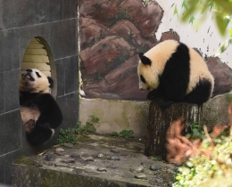 吐舌