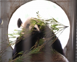抱竹遮面