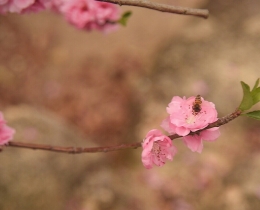 桃瓣樱樱