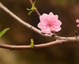 桃瓣樱樱