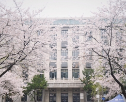 桃瓣樱樱