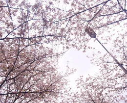 桃瓣樱樱