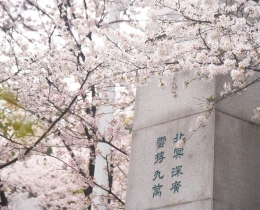 桃瓣樱樱