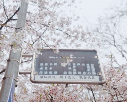 桃瓣樱樱