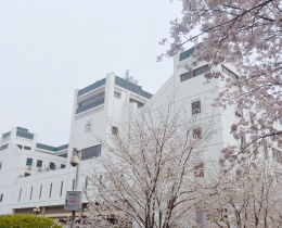 桃瓣樱樱