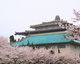 桃瓣樱樱