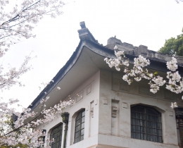 桃瓣樱樱