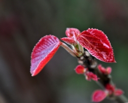 新芽