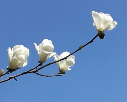 向往蓝天