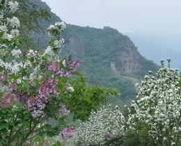 花映长城