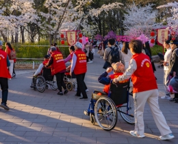 盛开的樱花 幸福的老人