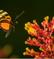 微距摄影技巧：昆虫和自然题材