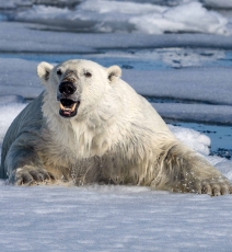 2024年盛夏· 北冰洋野生动物摄影巡航之旅